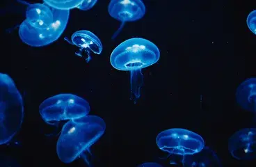 ../picaduras-medusa-todo-que-debes-saber