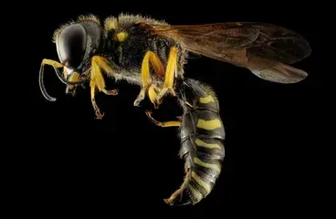 ../claves-para-identificar-alergia-a-avispas-abejas
