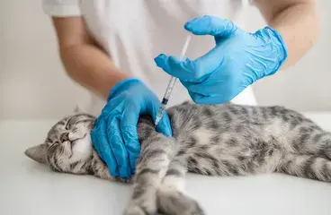 ../debo-vacunar-a-mi-mascota