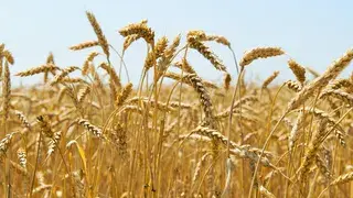 ¿Enfermar por trigo es posible?
