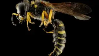 Claves para identificar la alergia a las avispas y abejas