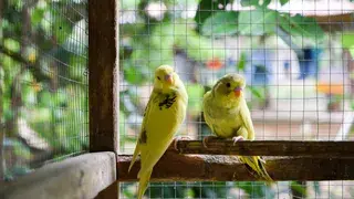 Si tengo pájaros en casa, ¿puedo desarrollar alergia al huevo?