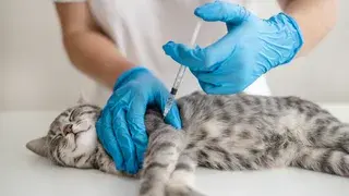 ¿Debo vacunar a mi mascota?